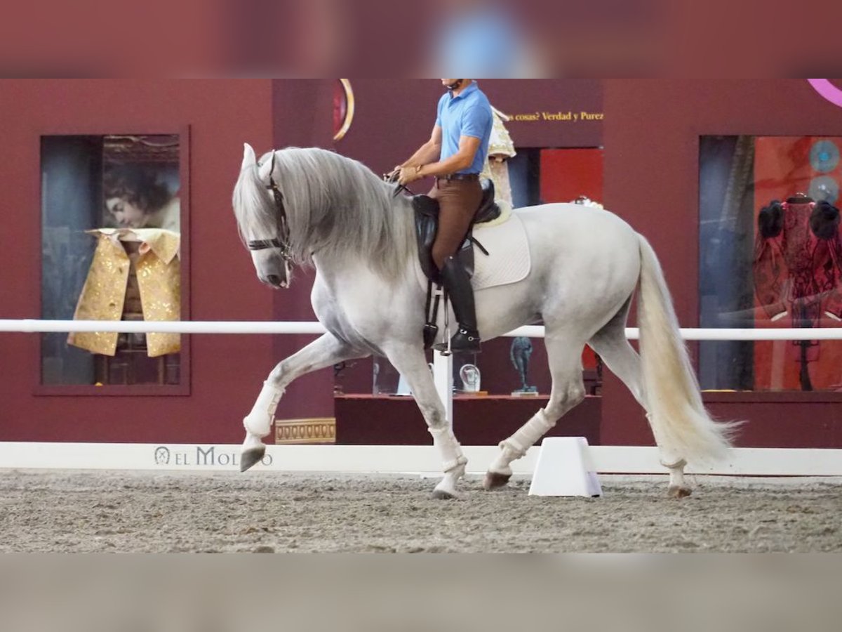 Lusitano Hengst 11 Jaar 168 cm Schimmel in NAVAS DEL MADRONO