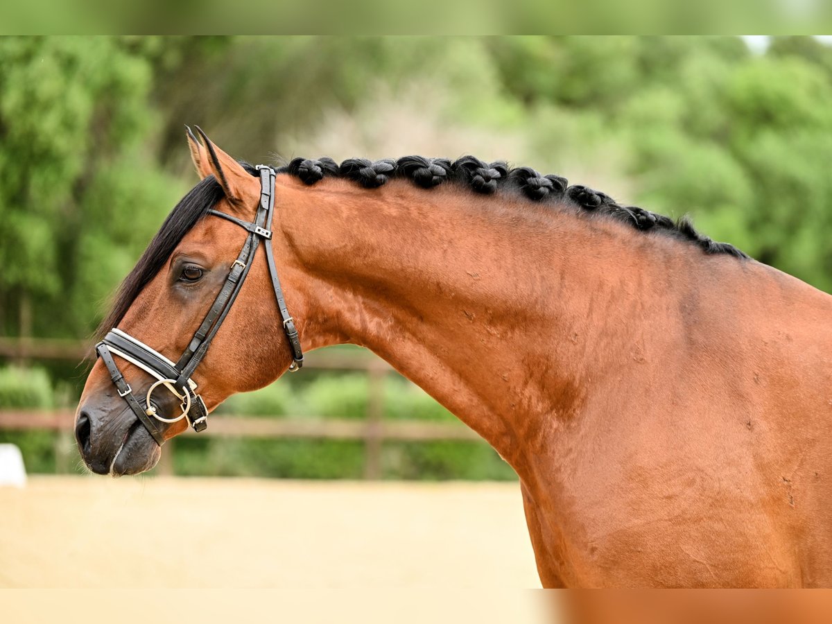 Lusitano Hengst 12 Jaar 165 cm Bruin in Montecorto