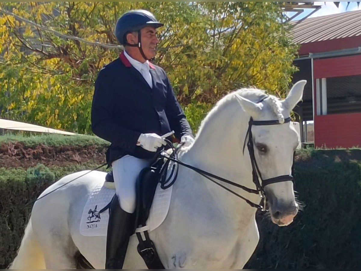 Lusitano Hengst 12 Jaar 165 cm Schimmel in Huelva