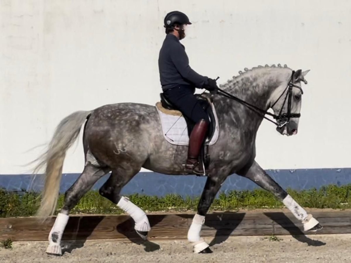 Lusitano Hengst 13 Jaar 177 cm Schimmel in NAVAS DEL MODRONO