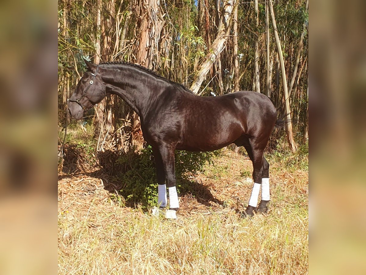 Lusitano Hengst 14 Jaar 164 cm Zwart in Braunau