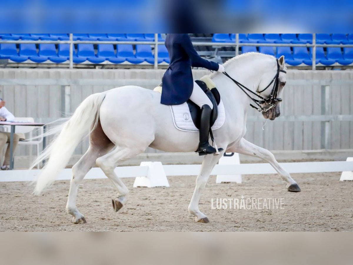 Lusitano Hengst 18 Jaar 162 cm Schimmel in NAVAS DEL MADRONO