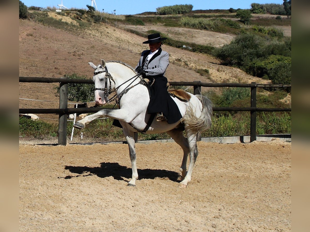 Lusitano Hengst 19 Jaar 160 cm Schimmel in Ribamar