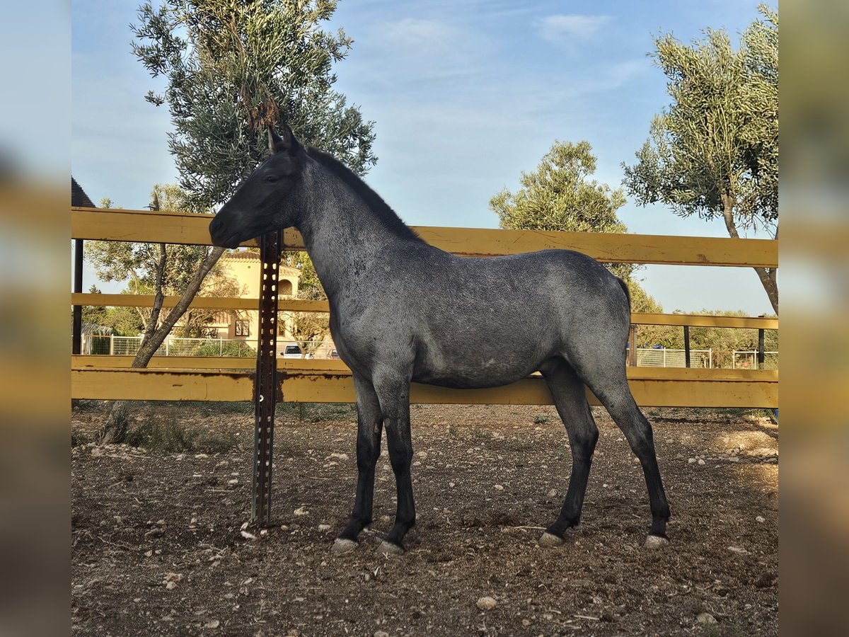 Lusitano Mix Hengst 1 Jaar 135 cm in Inca