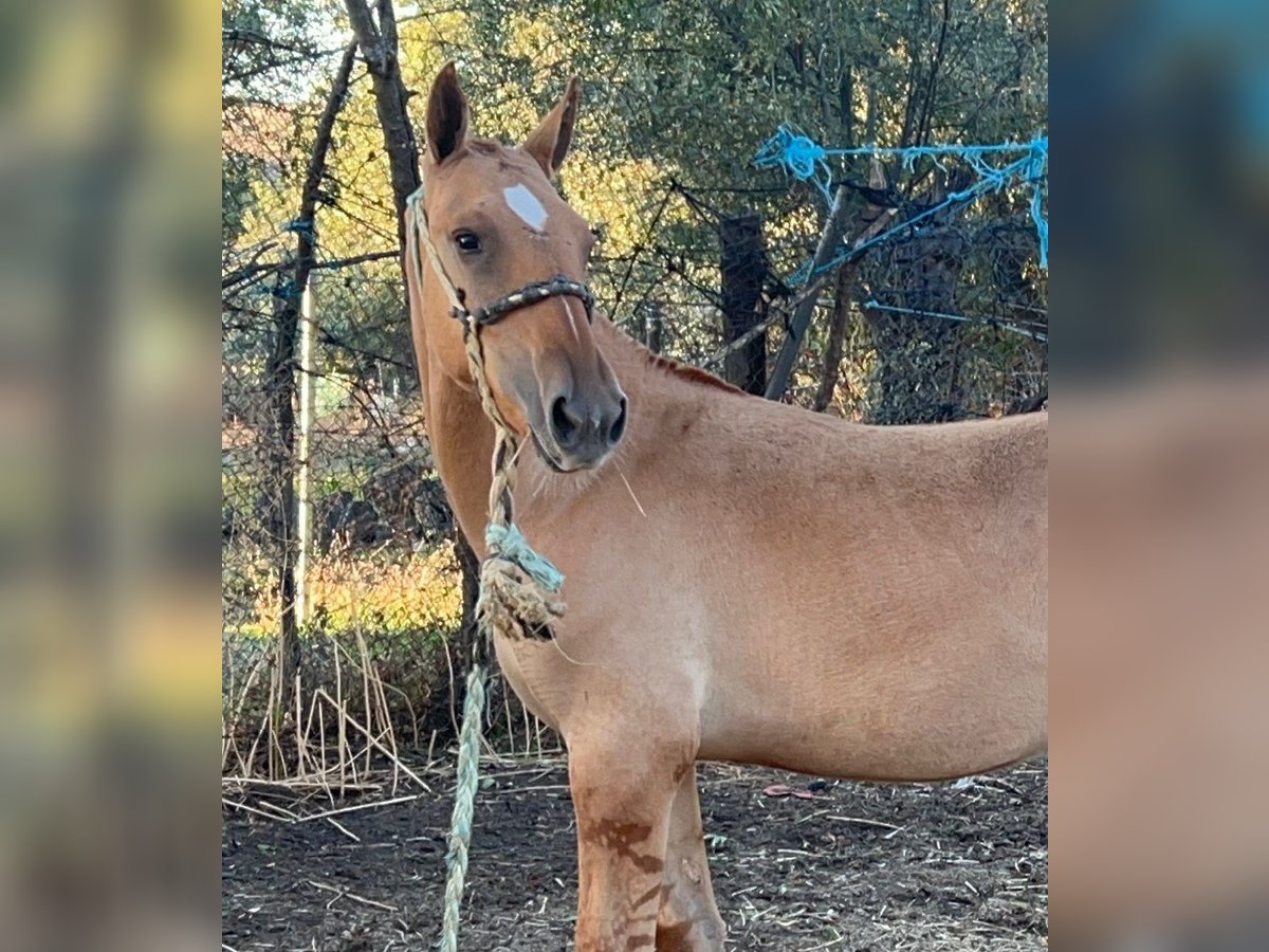 Lusitano Hengst 1 Jaar 145 cm Dunalino in Valencia