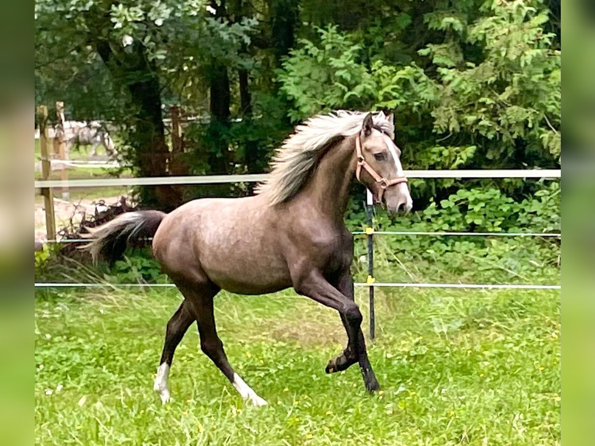 Lusitano Mix Hengst 1 Jaar 155 cm Appelschimmel in Bramstedt