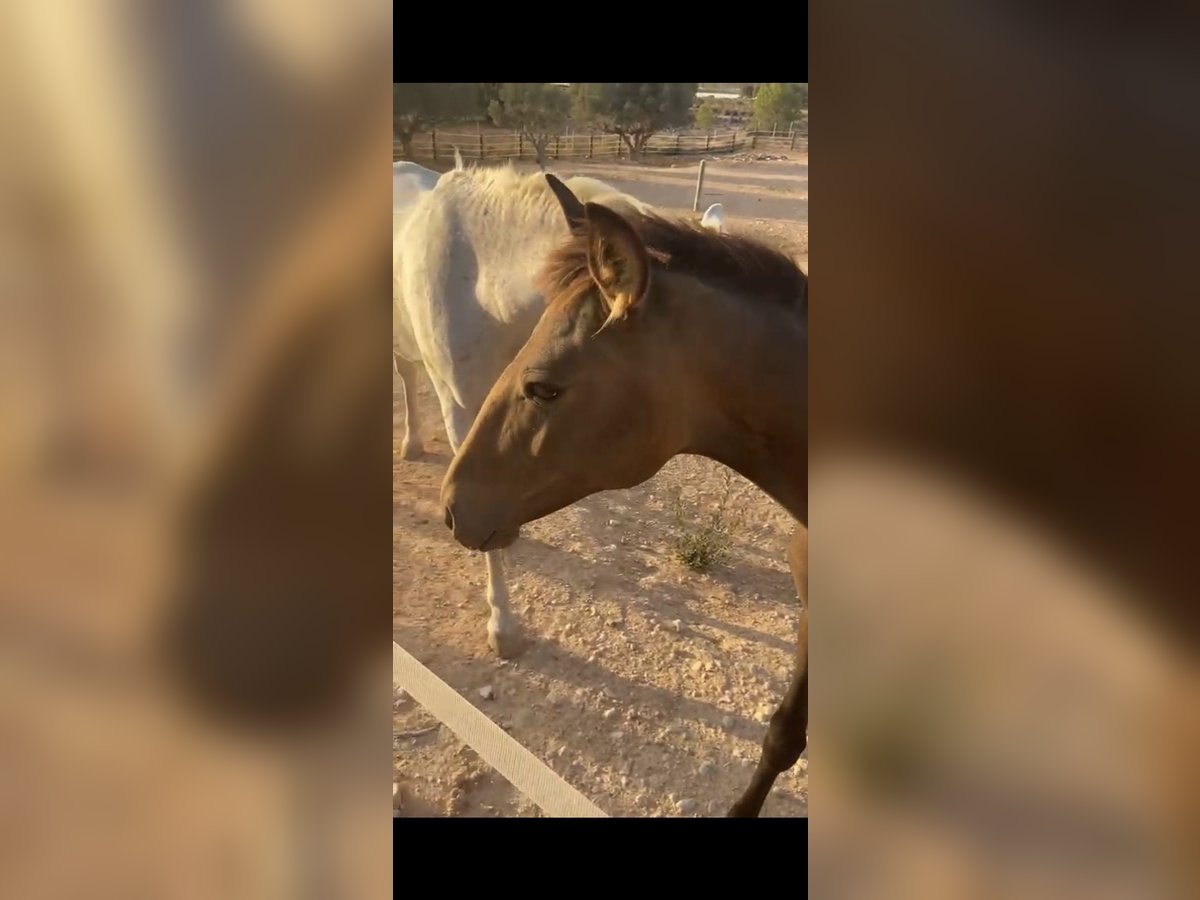 Lusitano Hengst 1 Jaar 156 cm Falbe in Sutullena