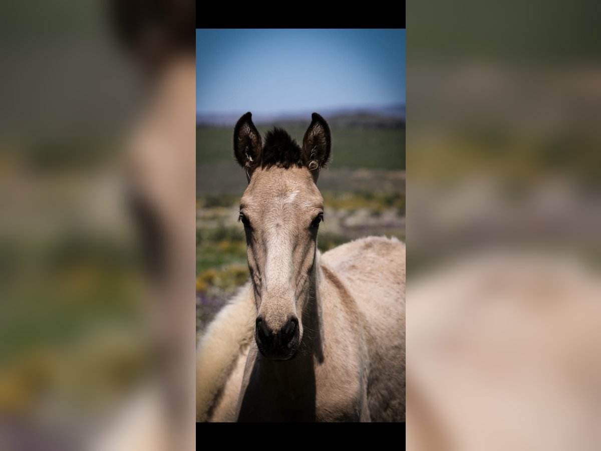 Lusitano Hengst 1 Jaar 161 cm Falbe in Rio Maior