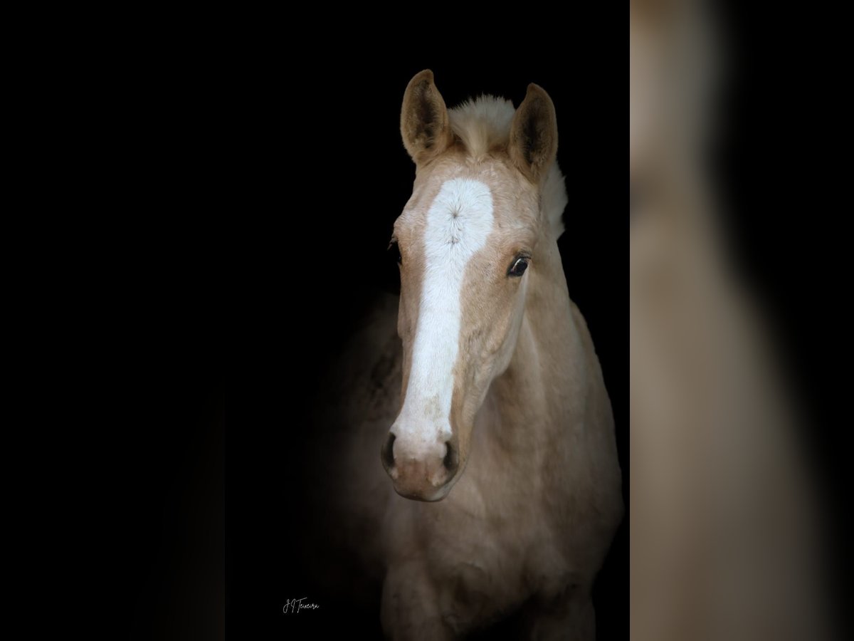 Lusitano Hengst 1 Jaar 165 cm Palomino in Rio Maior