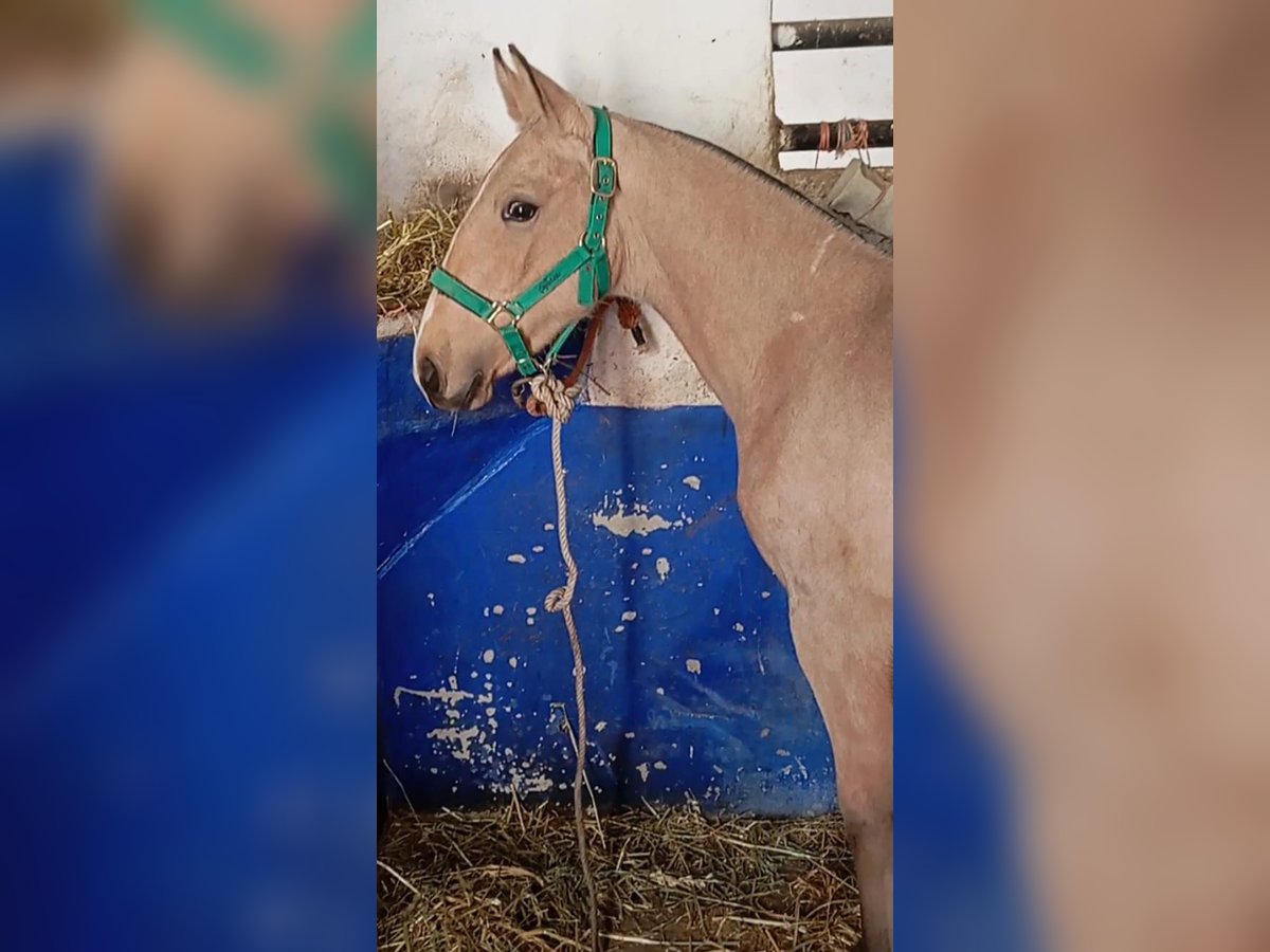 Lusitano Hengst 1 Jaar Falbe in Las Piñas