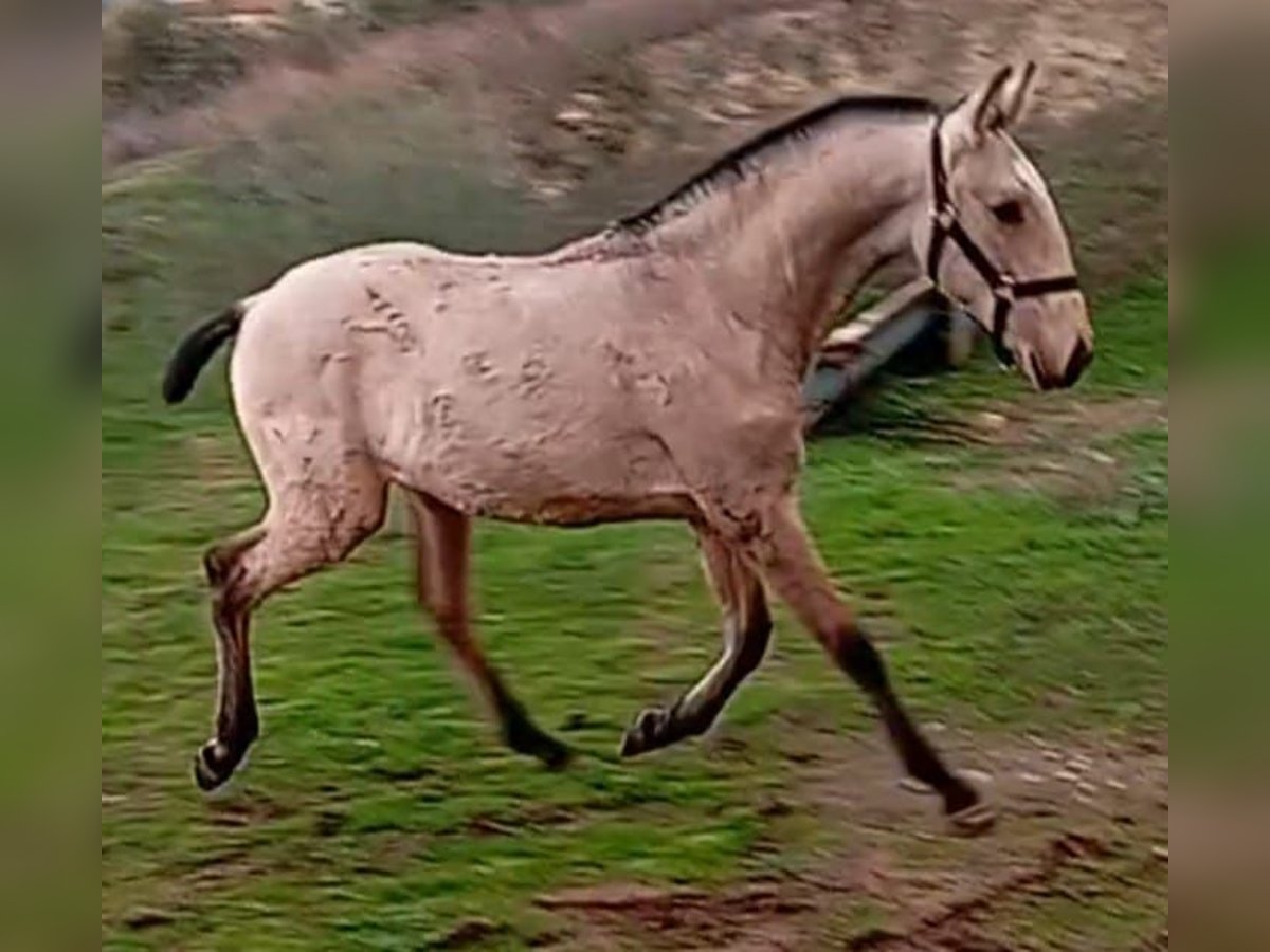 Lusitano Hengst 1 Jaar Falbe in Las Piñas