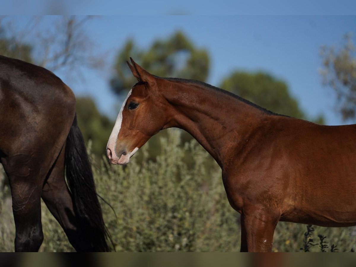 Lusitano Mix Hengst 1 Jaar Roodbruin in Agua Derramada