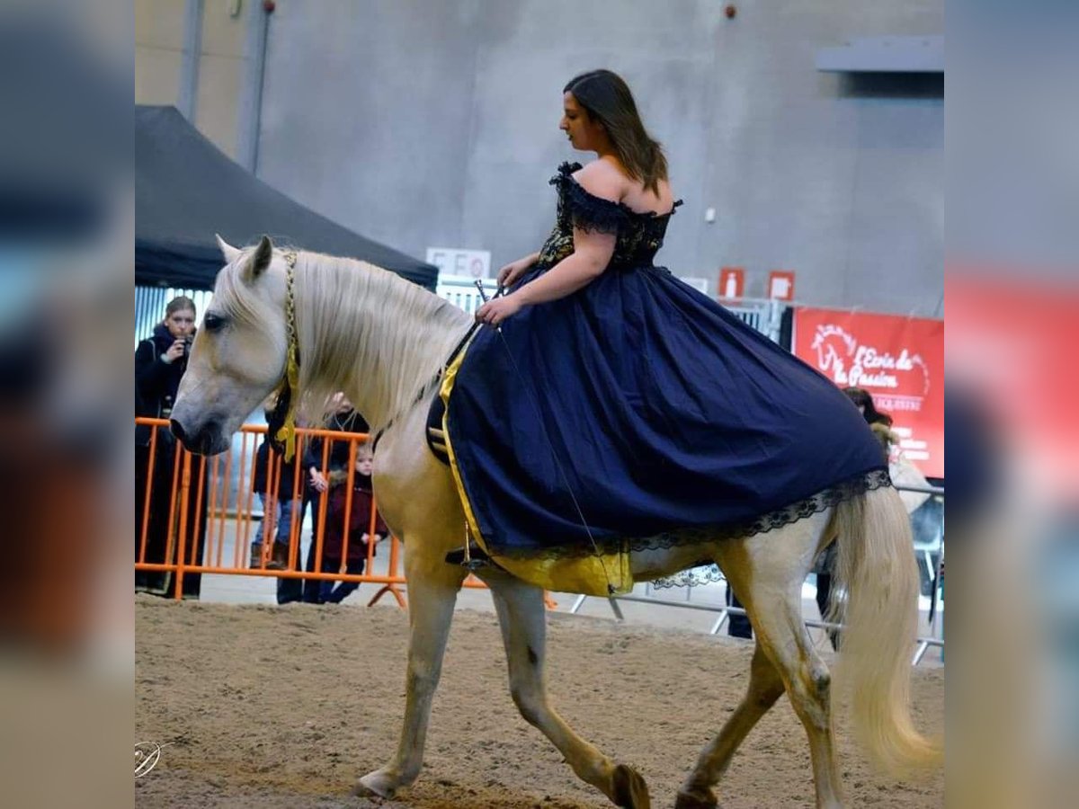 Lusitano Hengst 21 Jaar 164 cm Schimmel in Hourtin