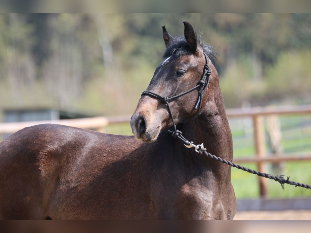 Lusitano Hengst 2 Jaar 155 cm in Postfeld