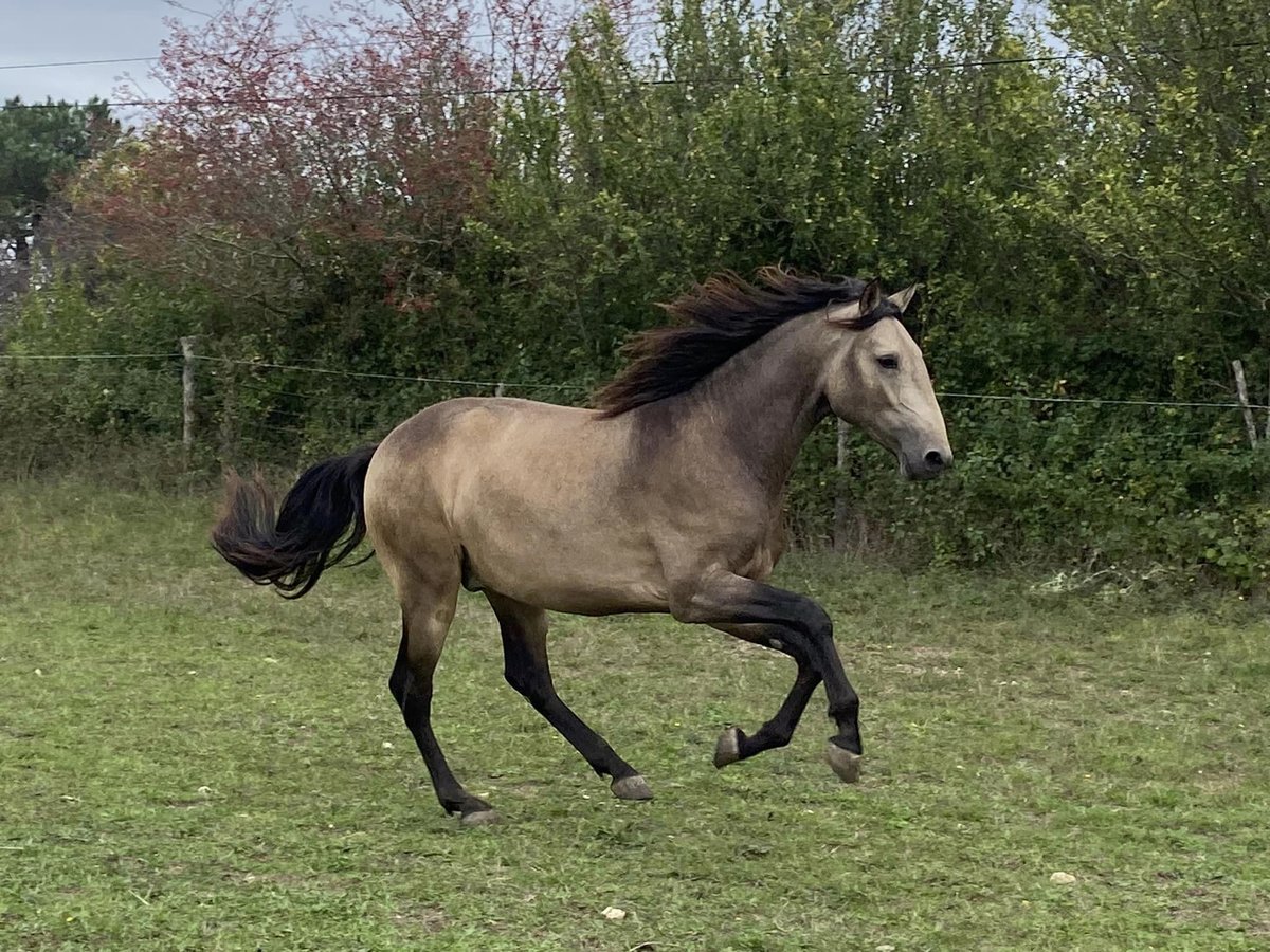 Lusitano Hengst 2 Jaar 157 cm Falbe in St Julien du Puy