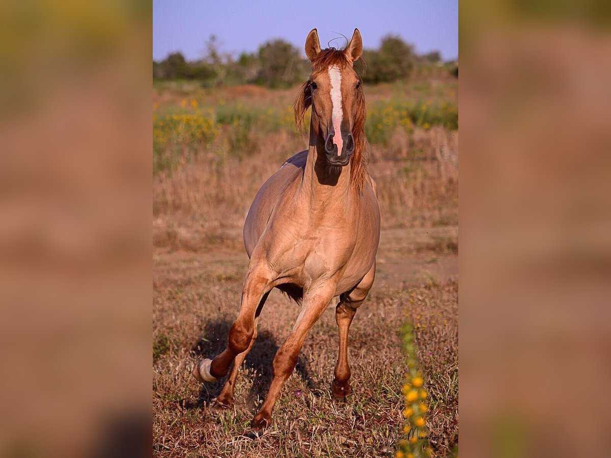 Lusitano Hengst 2 Jaar 157 cm Red Dun in Lagos