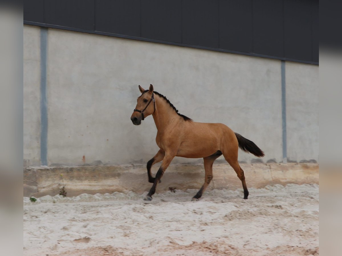 Lusitano Hengst 2 Jaar 159 cm Falbe in Rio Maior