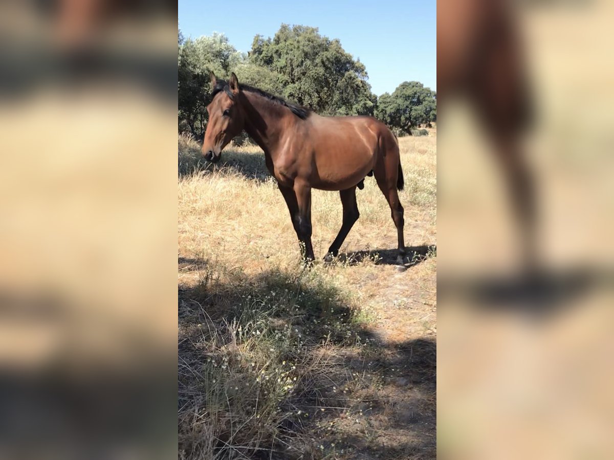 Lusitano Hengst 2 Jaar 160 cm Bruin in Zebreira