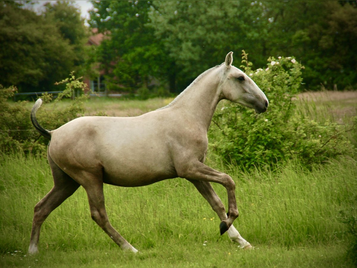 Lusitano Hengst 2 Jaar 160 cm kan schimmel zijn in Bredene