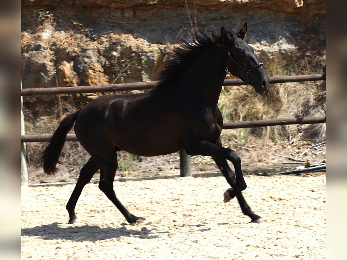 Lusitano Hengst 2 Jaar 160 cm Zwart in Ribamar