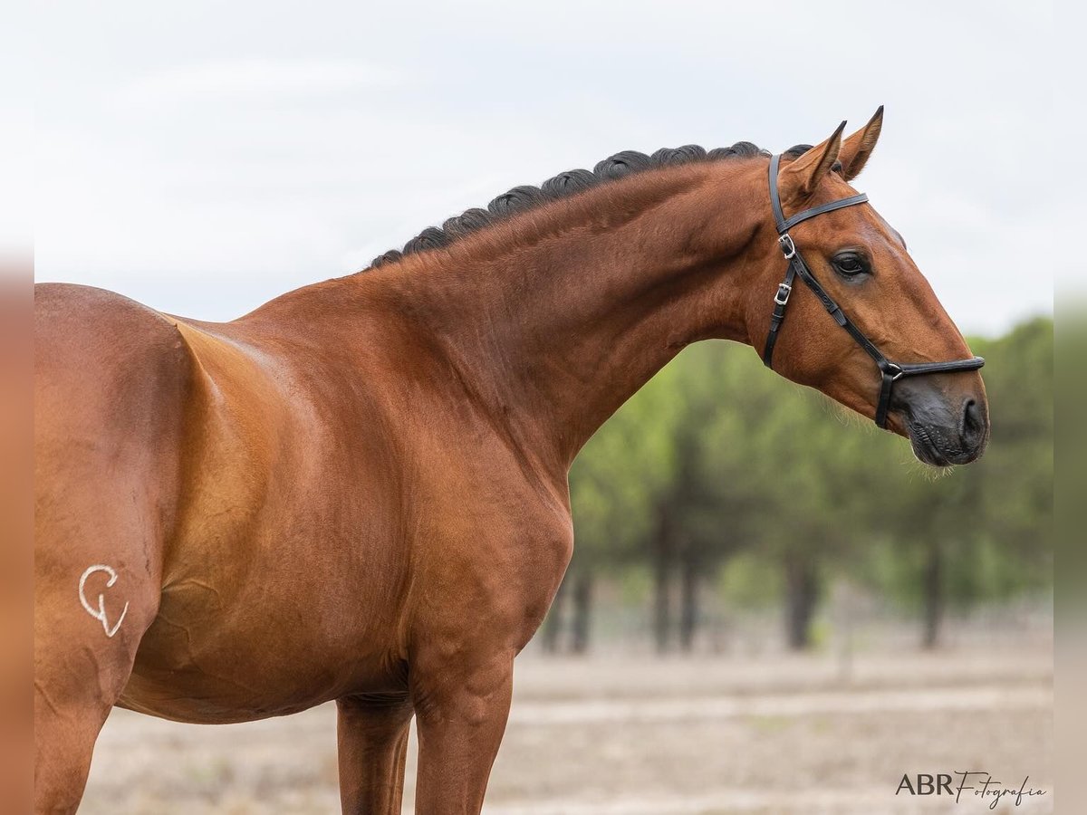 Lusitano Hengst 2 Jaar 163 cm Roodbruin in Agua Derramada