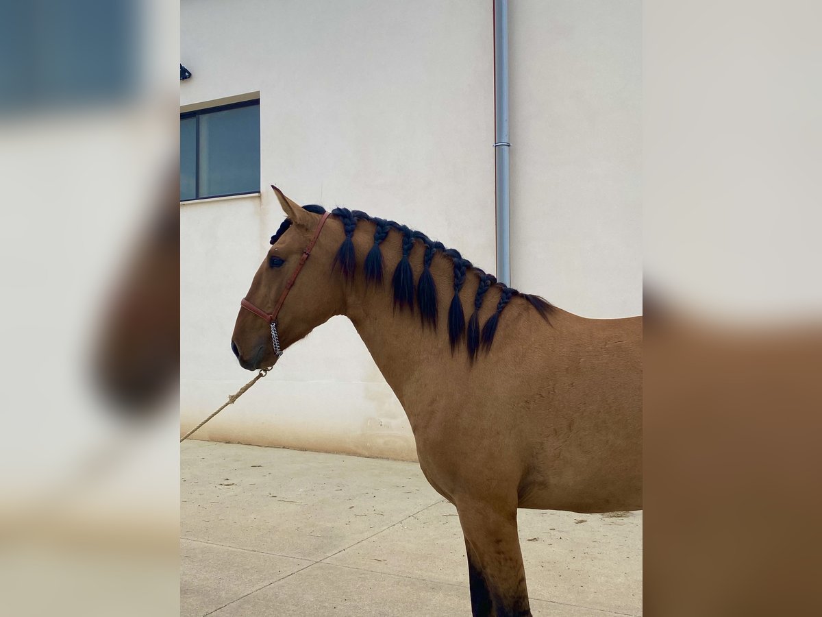 Lusitano Hengst 2 Jaar 164 cm Falbe in Serrada Valladolid