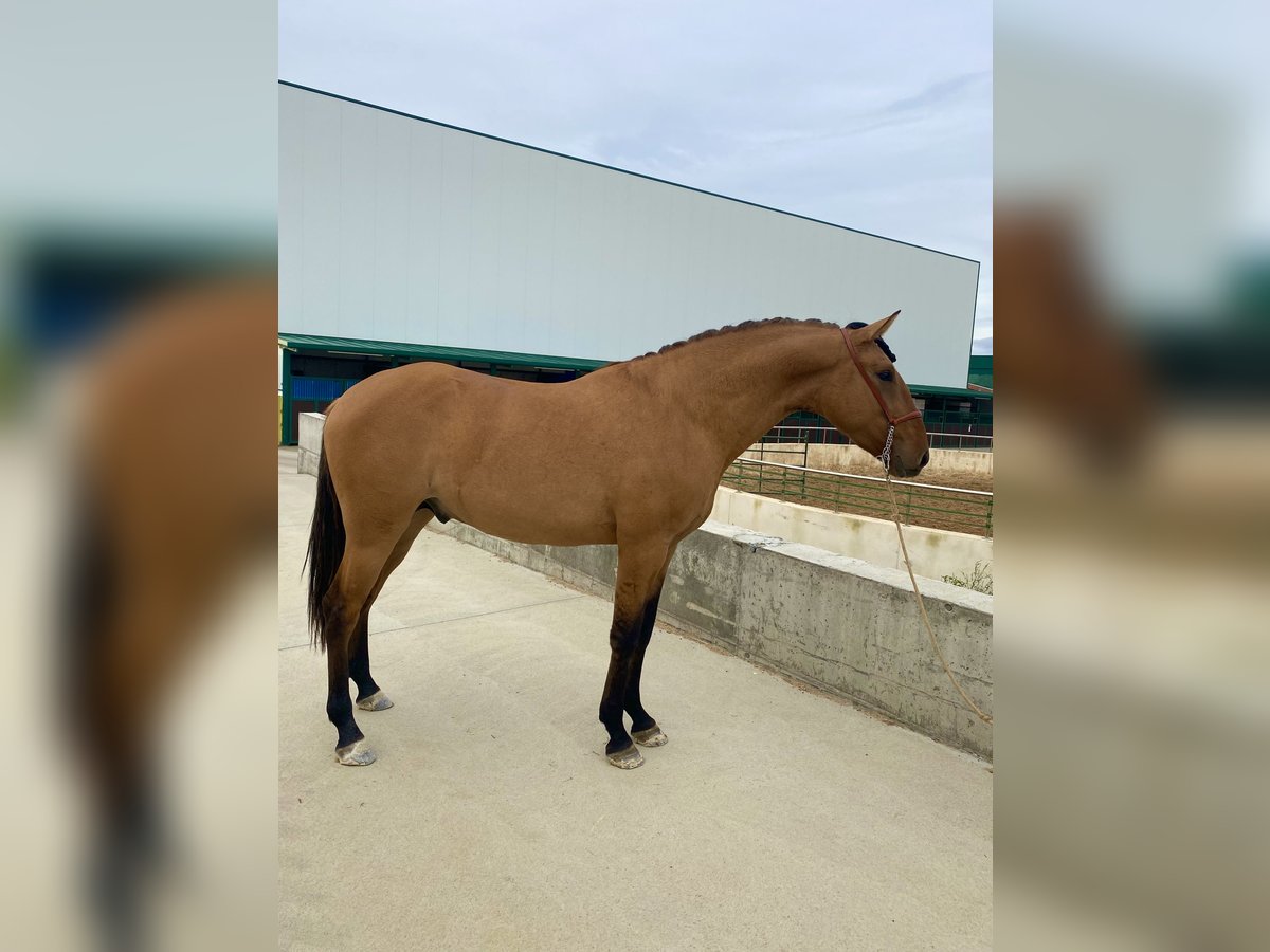 Lusitano Hengst 2 Jaar 164 cm Falbe in Serrada Valladolid