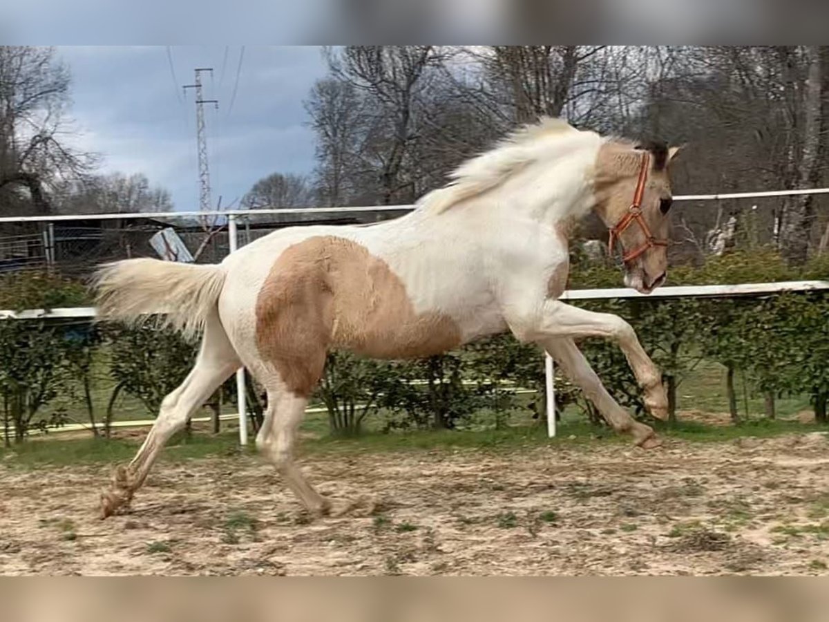 Lusitano Mix Hengst 2 Jaar 165 cm Gevlekt-paard in Avila