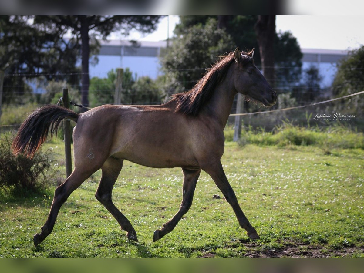 Lusitano Hengst 2 Jaar 165 cm Grullo in Rio-Maior