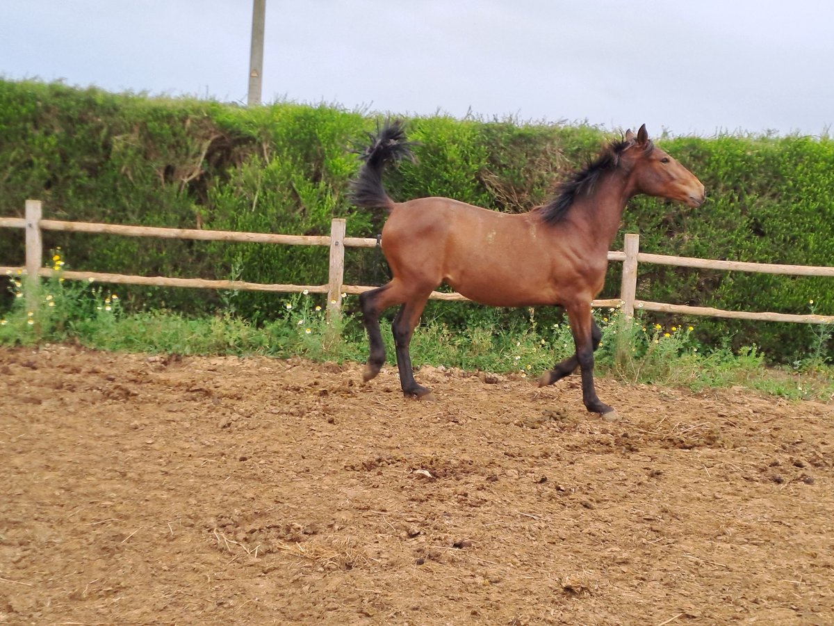Lusitano Hengst 2 Jaar 165 cm Vos in Pera