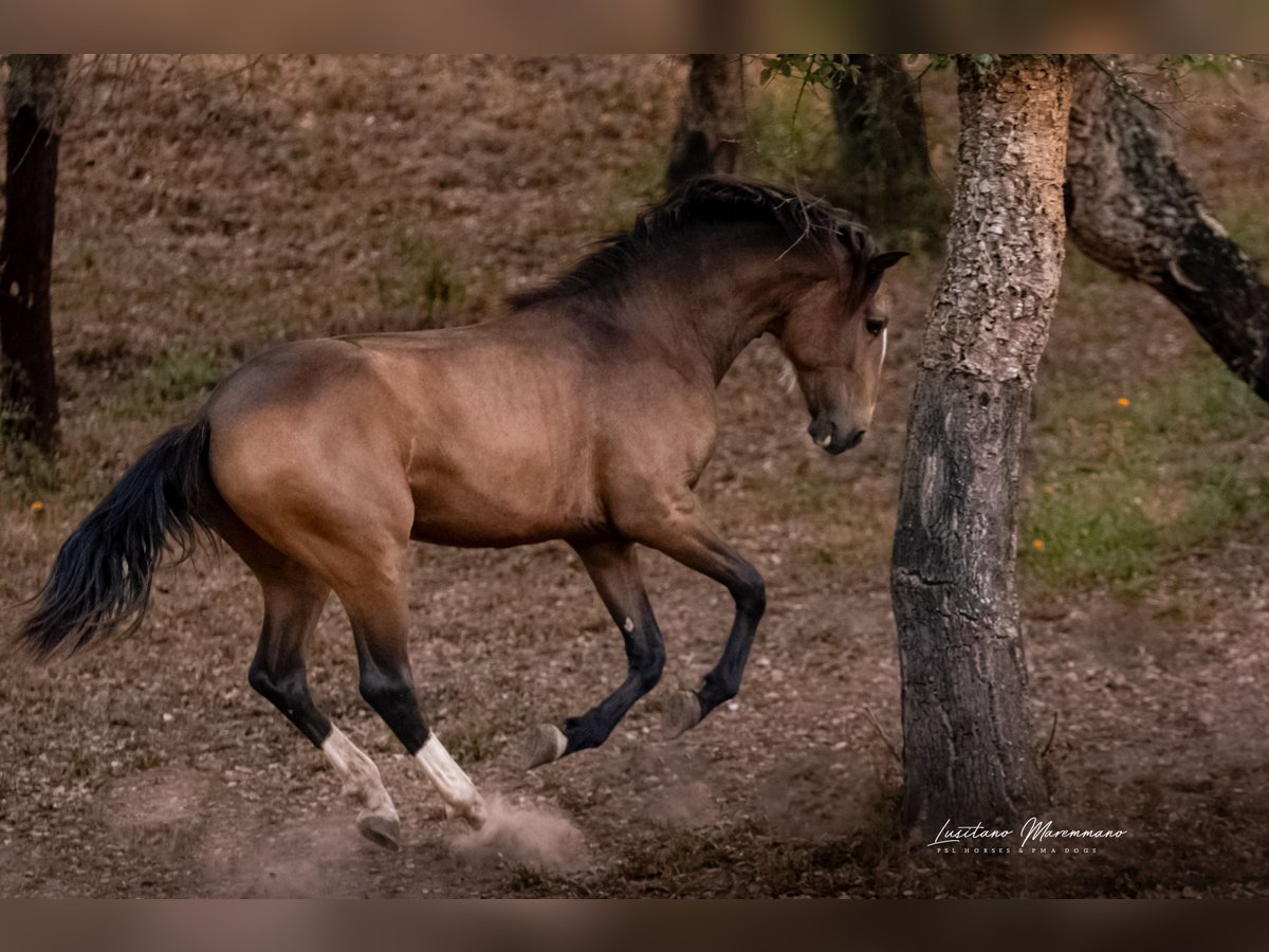 Lusitano Hengst 2 Jaar 167 cm Buckskin in Rio Maior