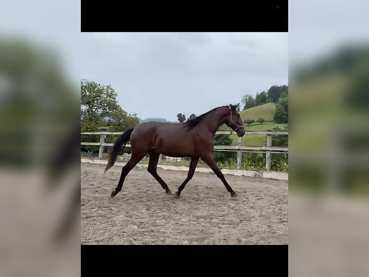 Lusitano Hengst 2 Jaar 168 cm Bruin in Wila