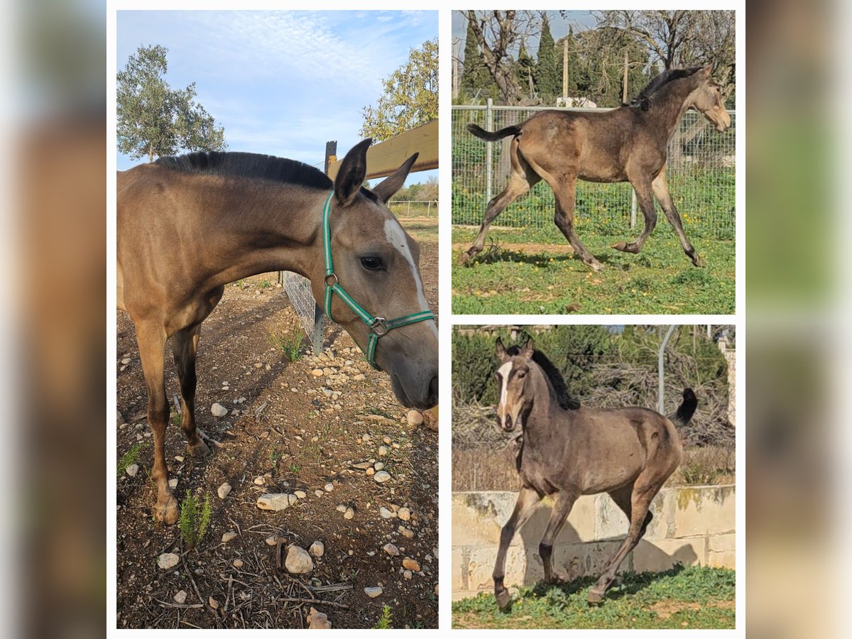 Lusitano Mix Hengst 2 Jaar Falbe in Incainca