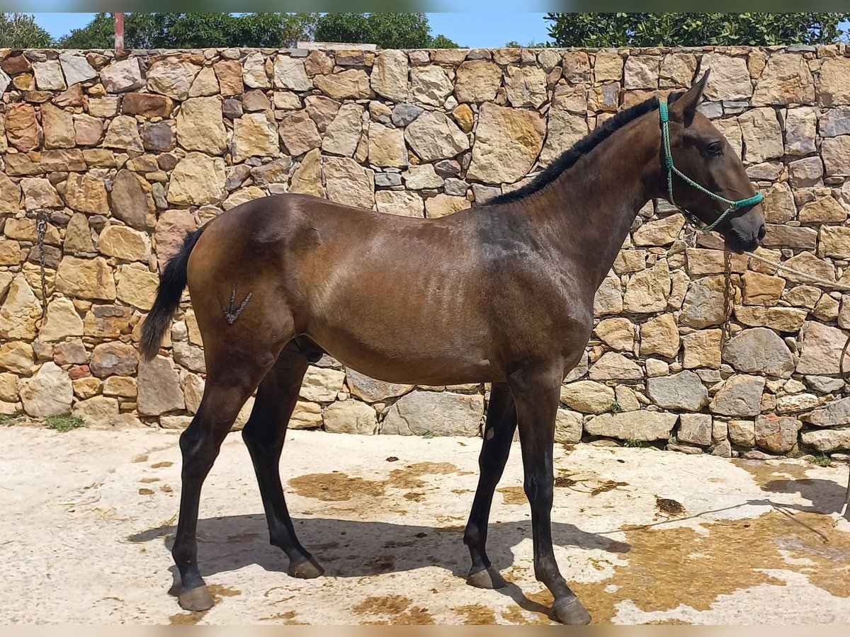 Lusitano Hengst 2 Jaar Schimmel in Tarifa