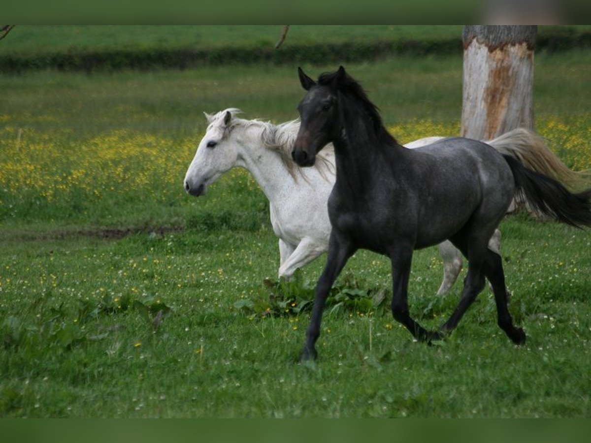 Lusitano Hengst 2 Jaar Schimmel in Saligny sur Roudon