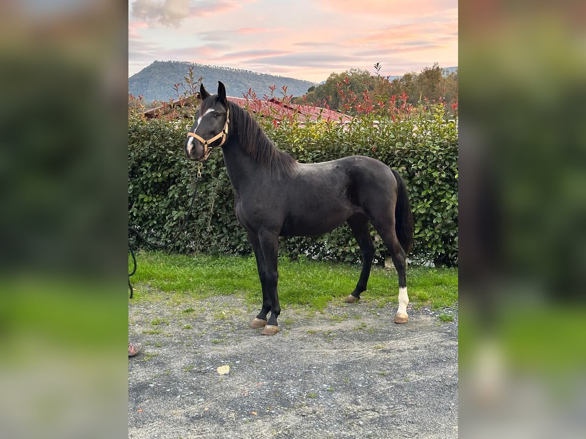 Lusitano Hengst 3 Jaar 154 cm Zwart in Madrid