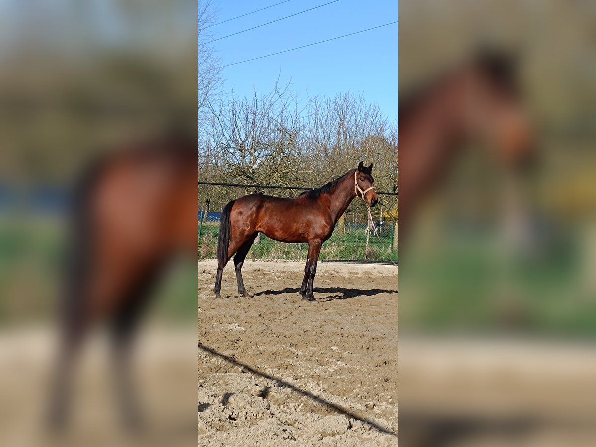 Lusitano Hengst 3 Jaar 158 cm Bruin in Londe