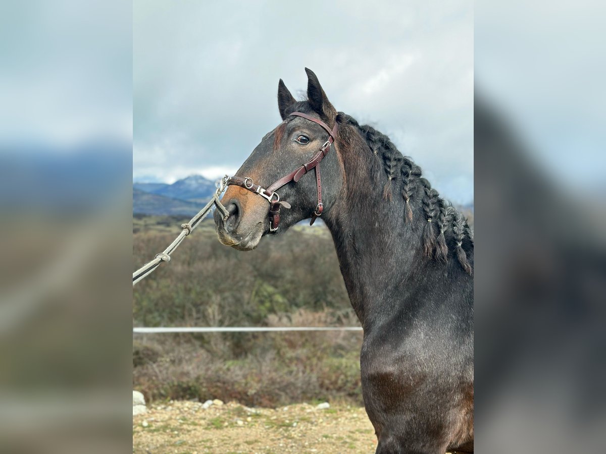 Lusitano Hengst 3 Jaar 159 cm Rood schimmel in Madrid