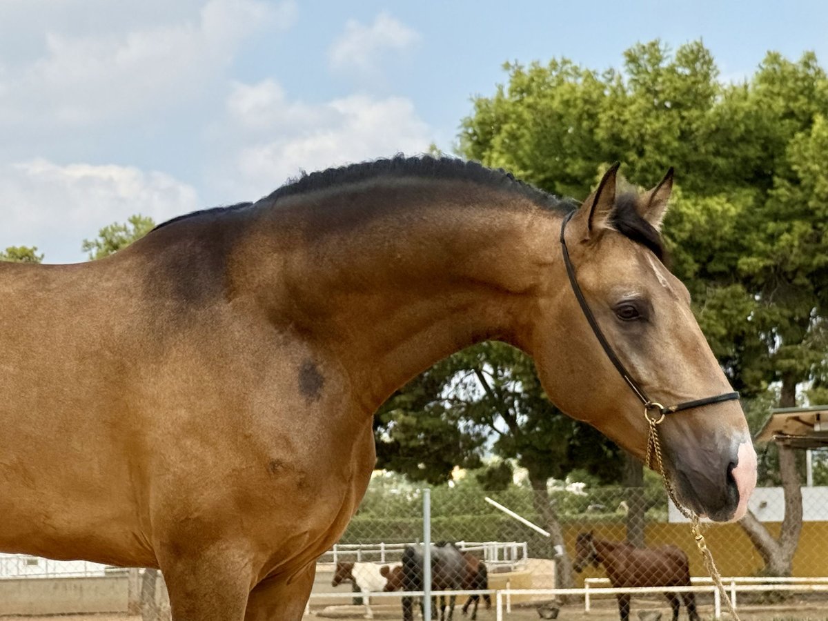 Lusitano Mix Hengst 3 Jaar 160 cm Buckskin in La Pobla de Vallbona