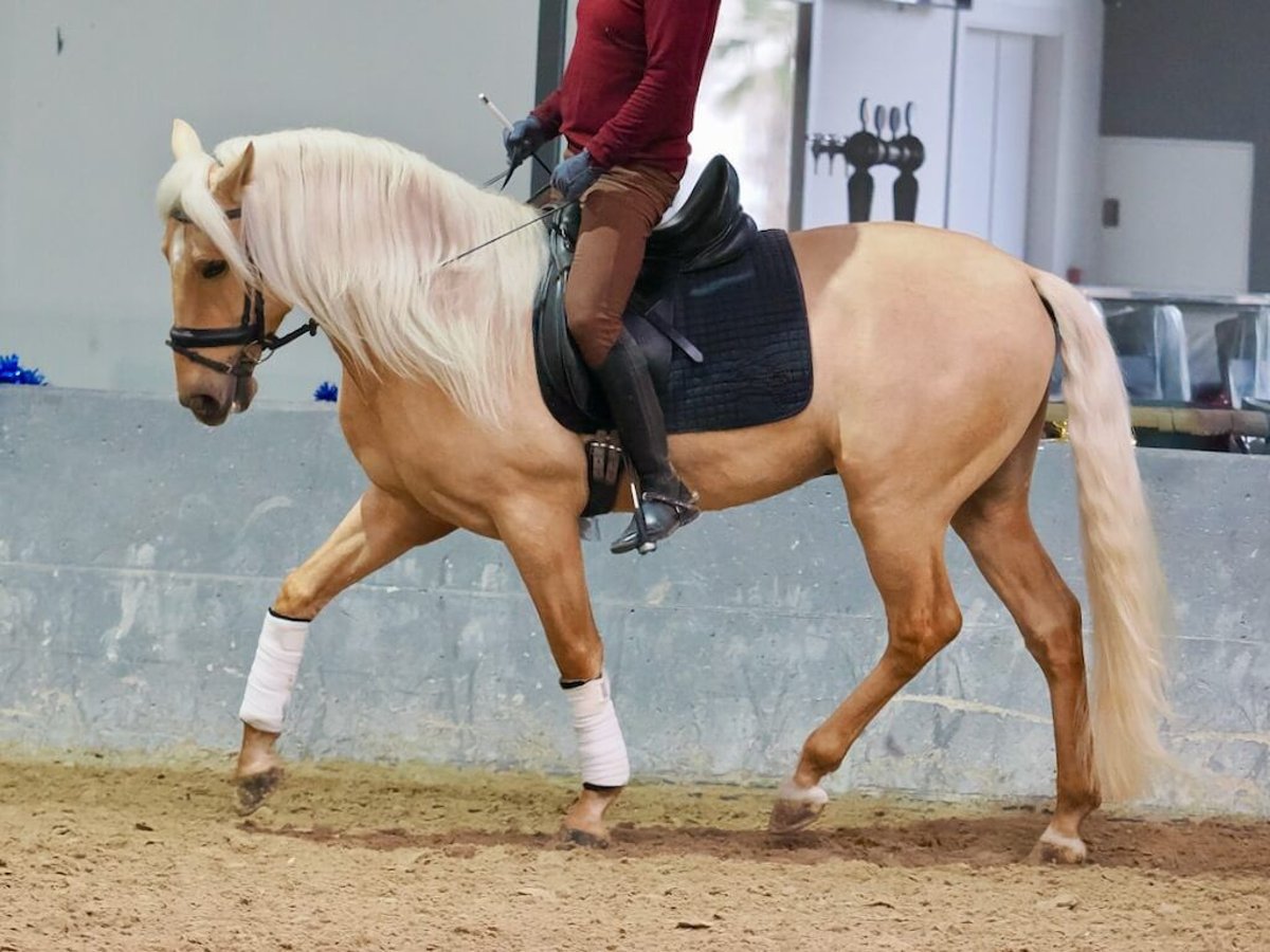 Lusitano Hengst 3 Jaar 160 cm Palomino in Navas Del Madroño