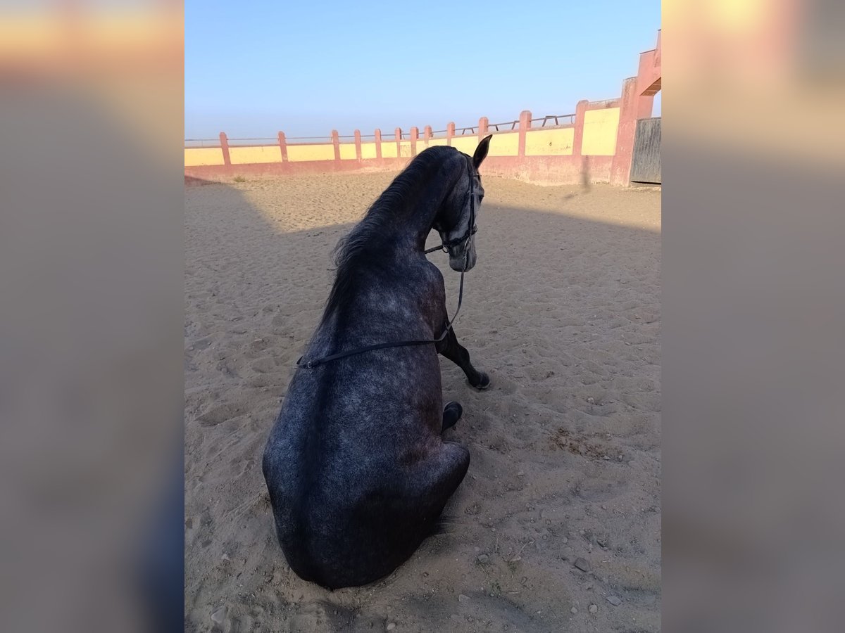 Lusitano Hengst 3 Jaar 160 cm Schimmel in Badajoz