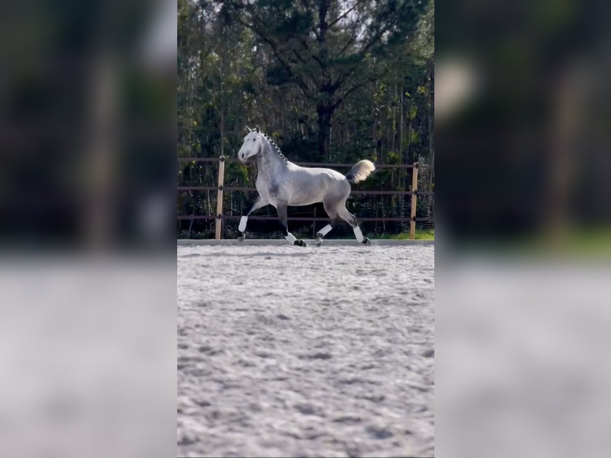 Lusitano Hengst 3 Jaar 160 cm Schimmel in Cartaxo