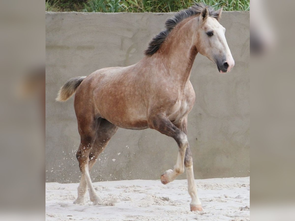 Lusitano Hengst 3 Jaar 161 cm Schimmel in Cadriceira