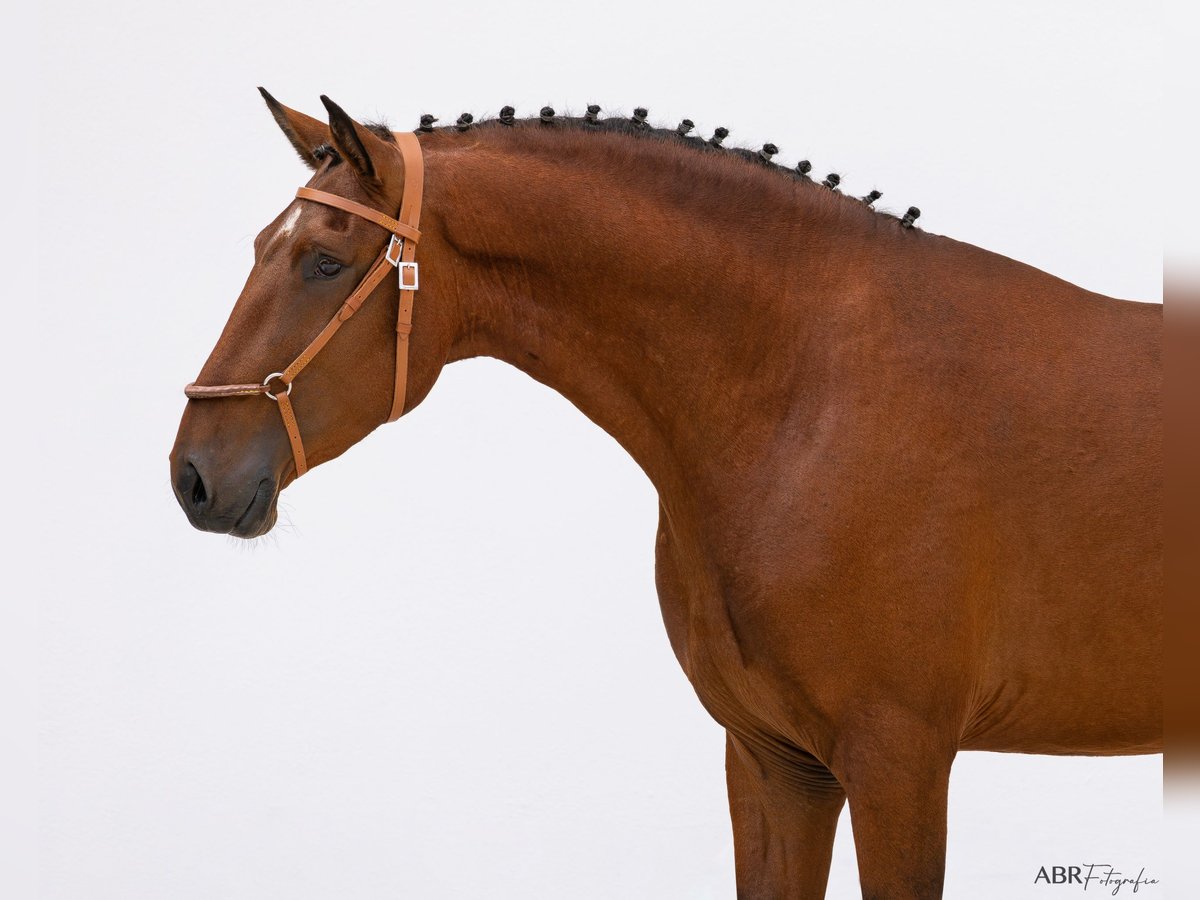 Lusitano Hengst 3 Jaar 162 cm Bruin in St. Estevao