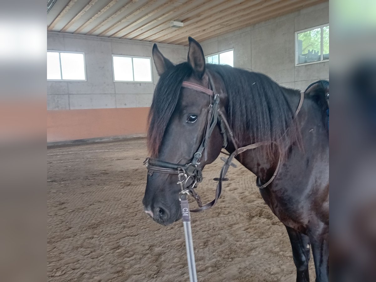 Lusitano Hengst 3 Jaar 162 cm Zwart in Braunau