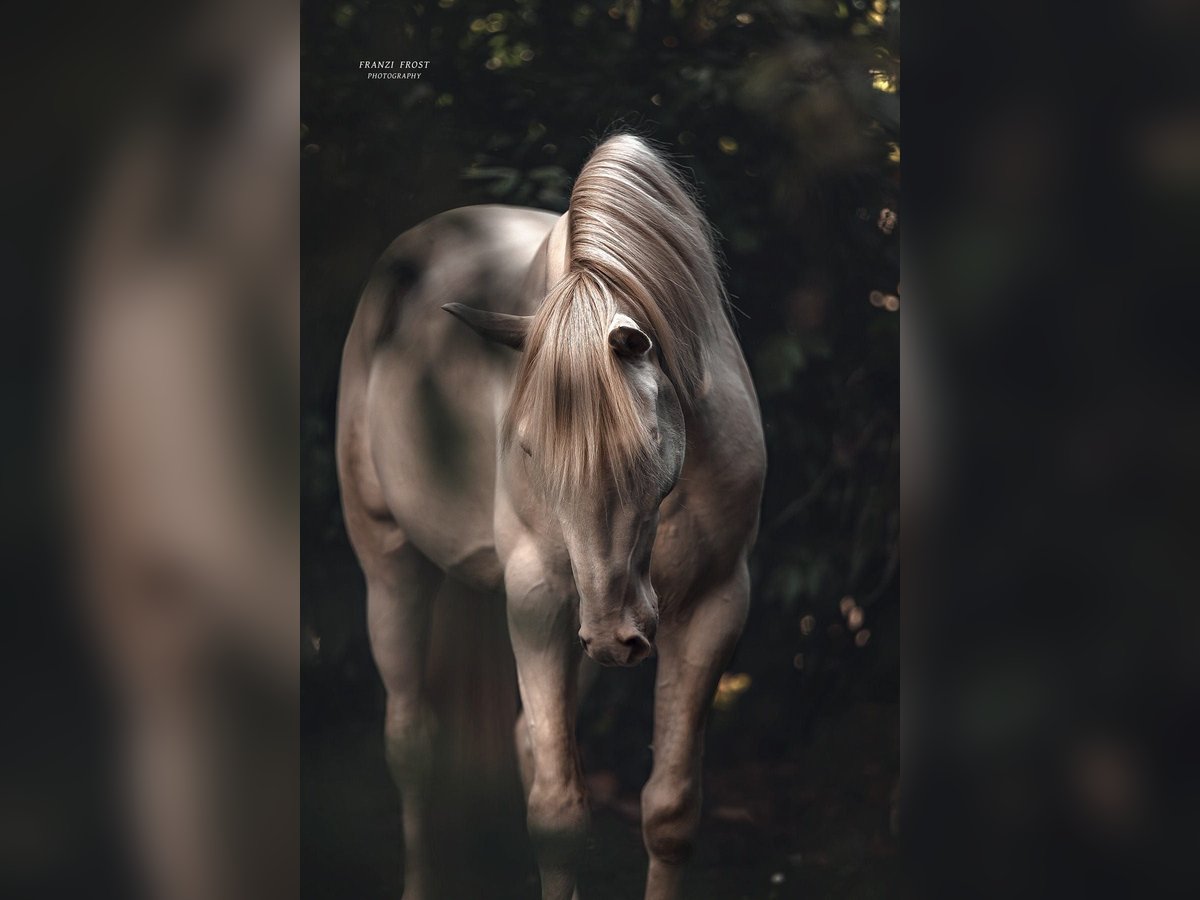 Lusitano Hengst 3 Jaar 163 cm Perlino in Neukirchen-Vluyn