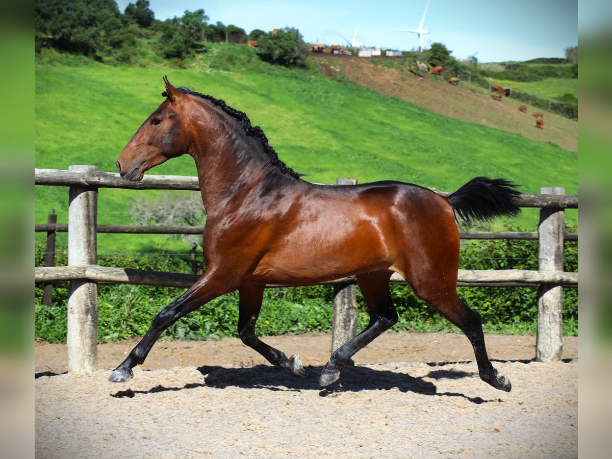 Lusitano Hengst 3 Jaar 165 cm Bruin in Ribamar