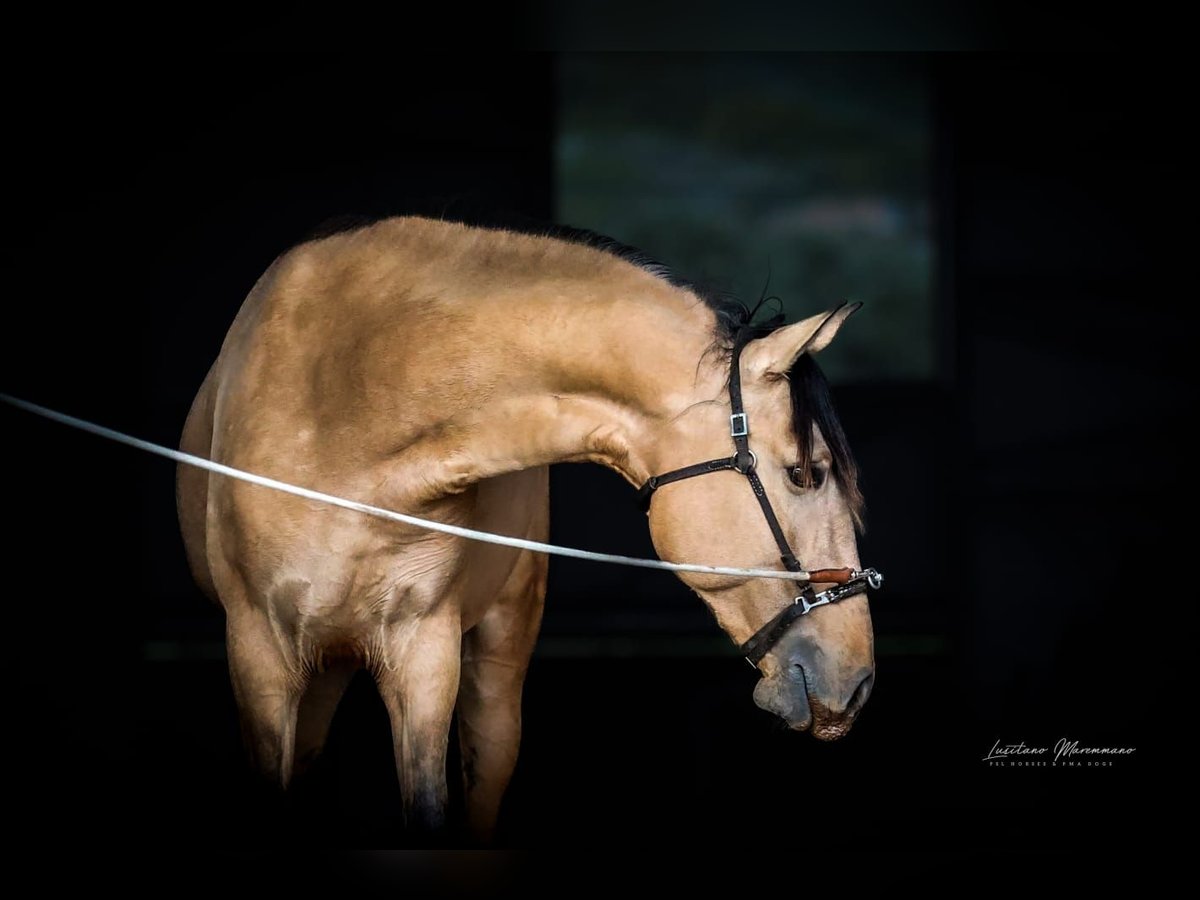 Lusitano Hengst 3 Jaar 166 cm Falbe in Rio Maior