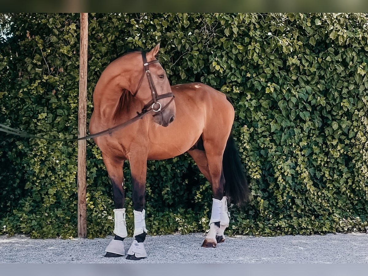 Lusitano Hengst 3 Jaar 168 cm Bruin in Lissabon