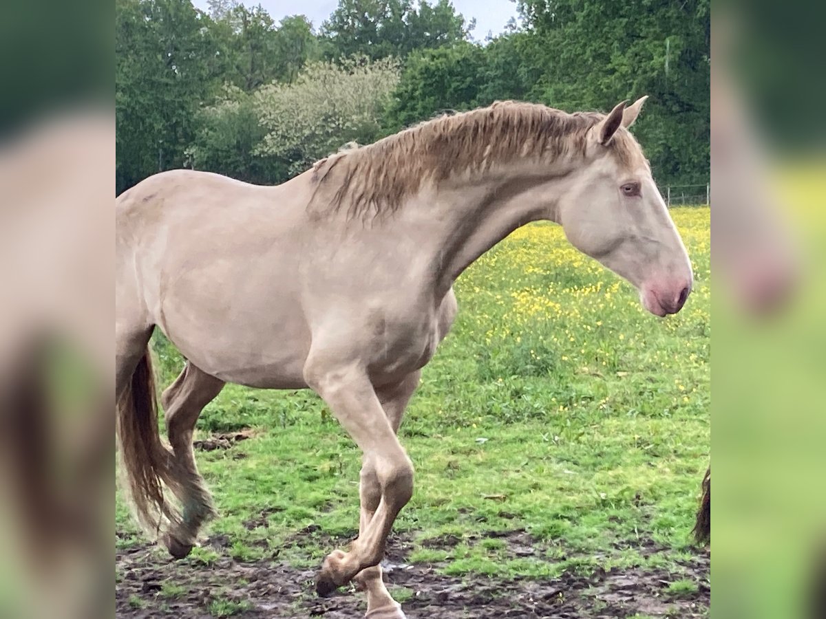 Lusitano Hengst 3 Jaar 172 cm Cremello in ST SULPICE ET CAMEYRAC